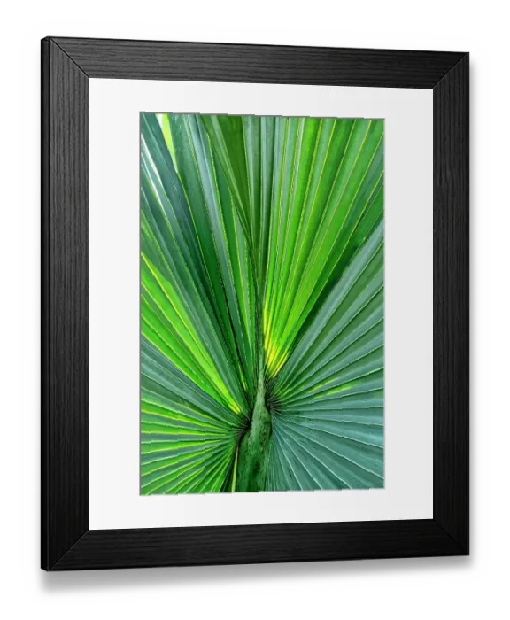 Framed Print : Closeup of a sabal palm, Florida Framed Print : Closeup of a sabal palm, Florida