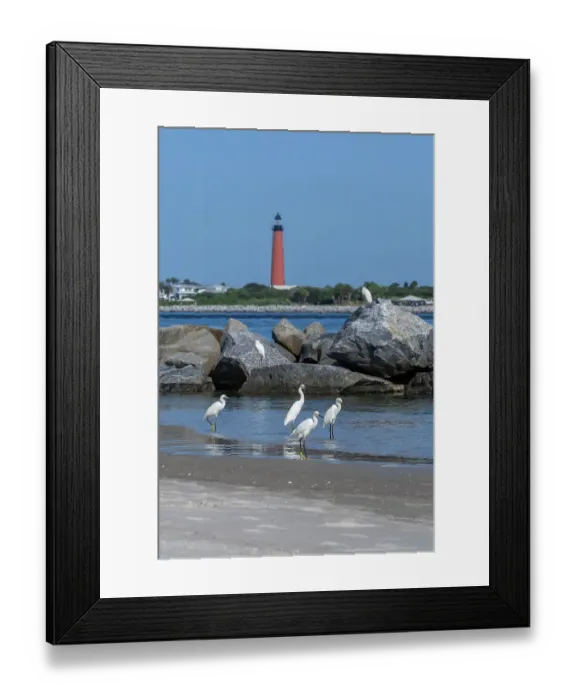 Framed Print : Snowy egrets on the jetty, New Smyrna Beach, Florida, view of Ponce de Leon Inlet Lighthouse Framed Print : Snowy egrets on the jetty, New Smyrna Beach, Florida, view of Ponce de Leon Inlet Lighthouse