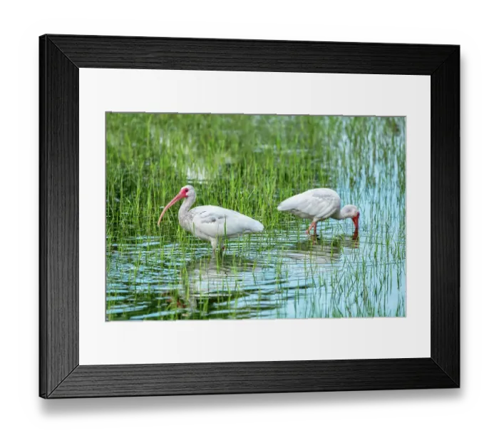 Framed Print : Ibis wading