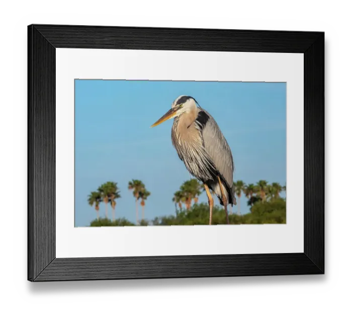 Framed Print : Great blue heron Framed Print : Great blue heron