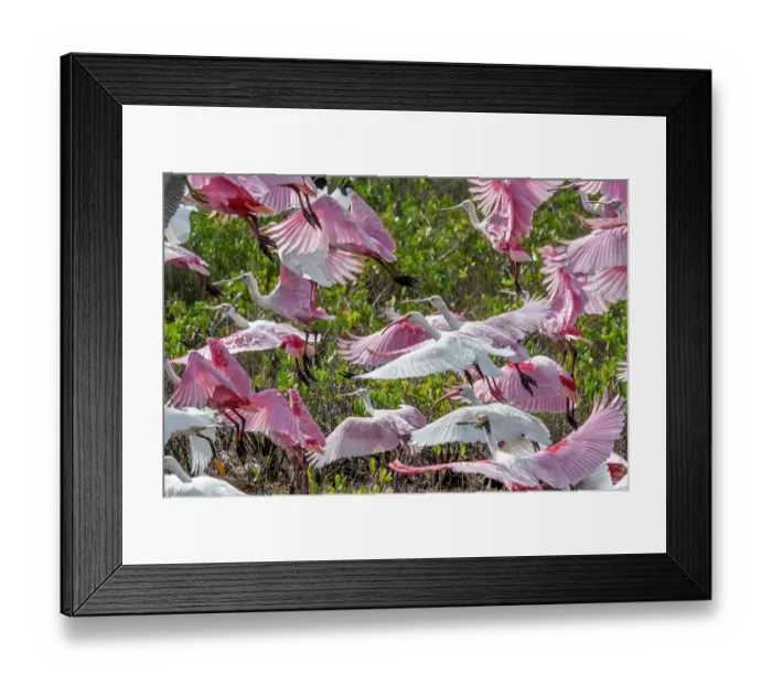 Framed Print : Roseate spoonbills and ibis, Merritt Island, Florida Framed Print : Roseate spoonbills and ibis, Merritt Island, Florida