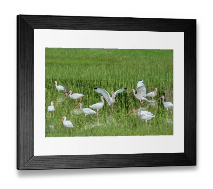 Framed Print : Ibis wading