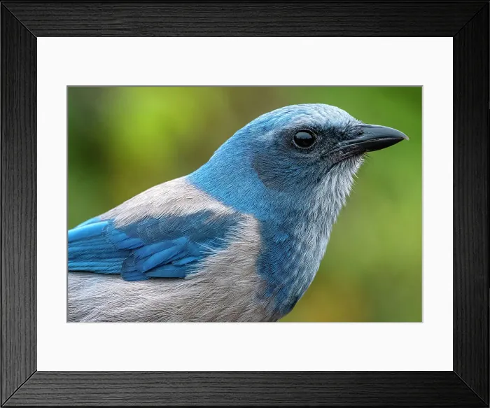 Framed Print : Florida scrub jay, Florida Framed Print : Florida scrub jay, Florida