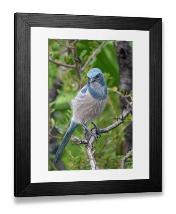 Framed Print : Florida scrub jay, Florida Framed Print : Florida scrub jay, Florida