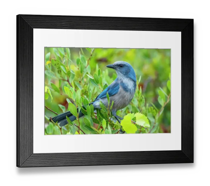 Framed Print : Florida scrub jay, Florida