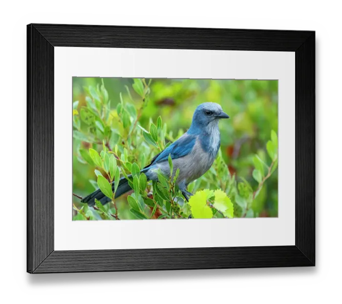 Framed Print : Florida scrub jay, Florida