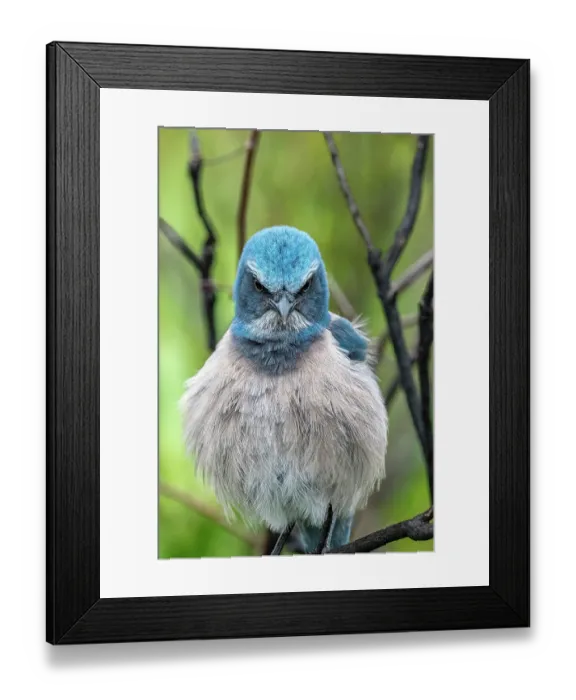 Framed Print : Florida scrub jay, Florida Framed Print : Florida scrub jay, Florida