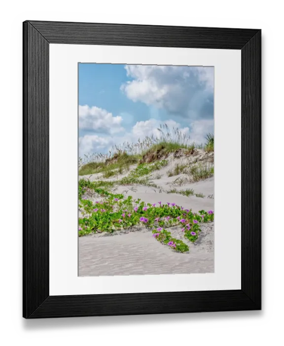 Framed Print : Beach morning glories in the dunes, New Smyrna Beach, Florida