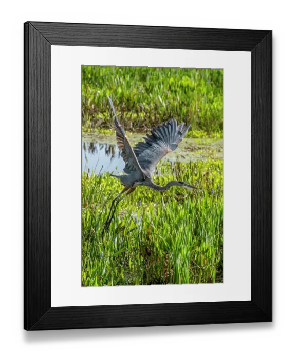 Framed Print : Great blue heron