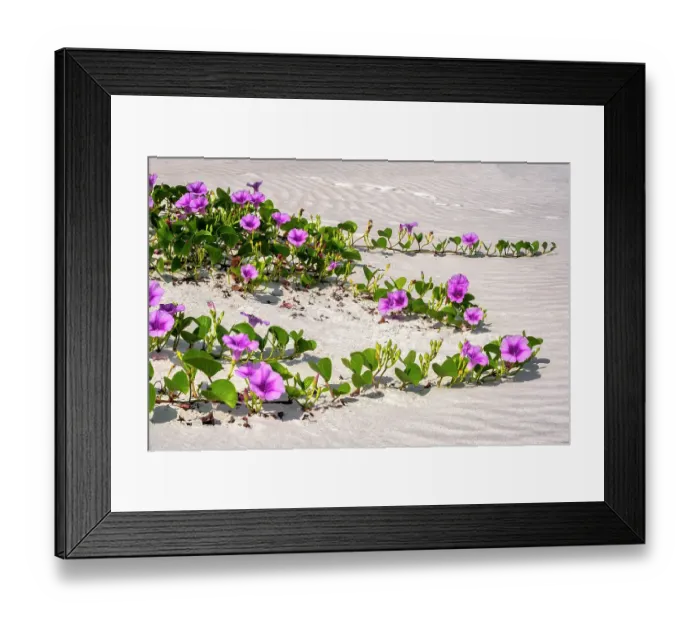 Framed Print : Beach morning glories in the dunes, Florida Framed Print : Beach morning glories in the dunes, Florida