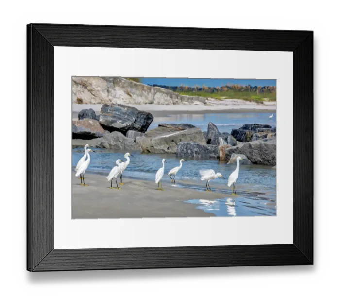 Framed Print : Snowy egret at the beach