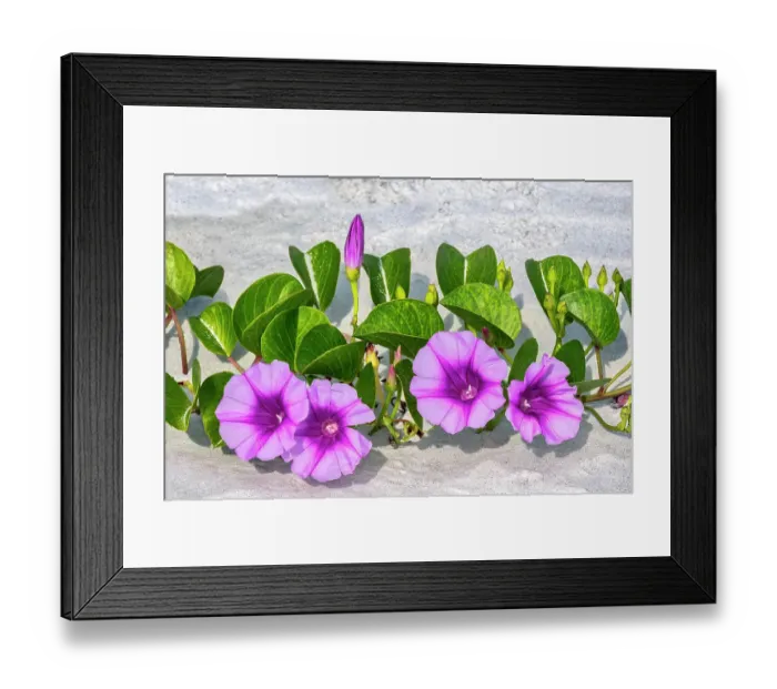 Framed Print : Beach morning glories in the dunes, Florida Framed Print : Beach morning glories in the dunes, Florida