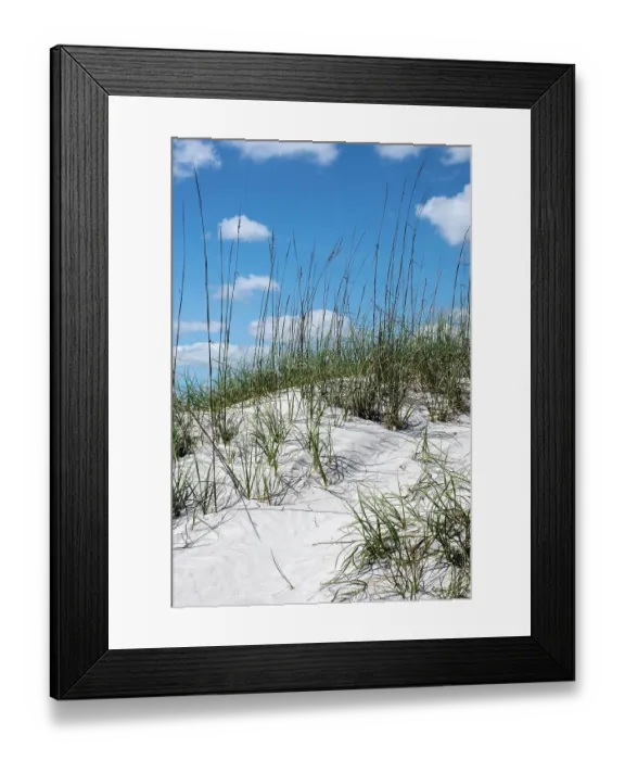 Framed Print : Sea oats on the dunes, New Smyrna Beach, Florida Framed Print : Sea oats on the dunes, New Smyrna Beach, Florida