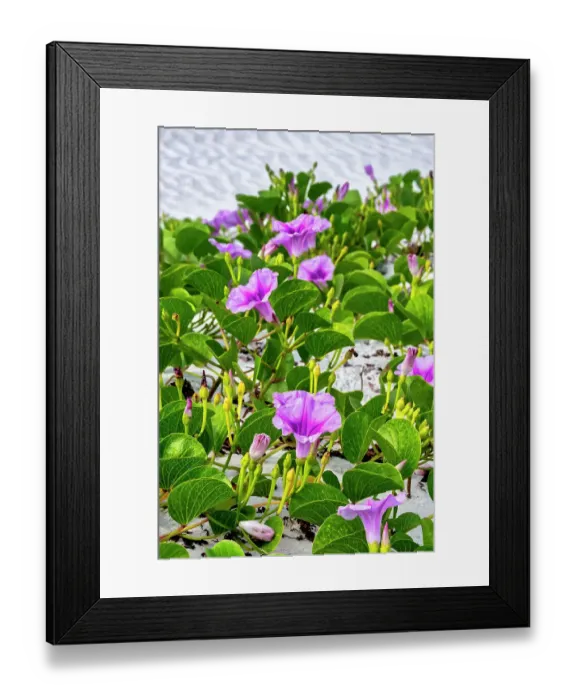 Framed Print : Beach morning glories in the dunes, New Smyrna Beach, Florida Framed Print : Beach morning glories in the dunes, New Smyrna Beach, Florida