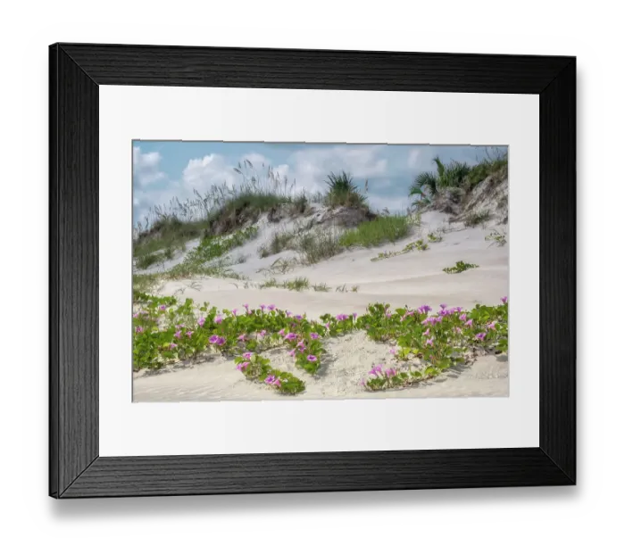 Framed Print : Smyrna Dunes morning glories