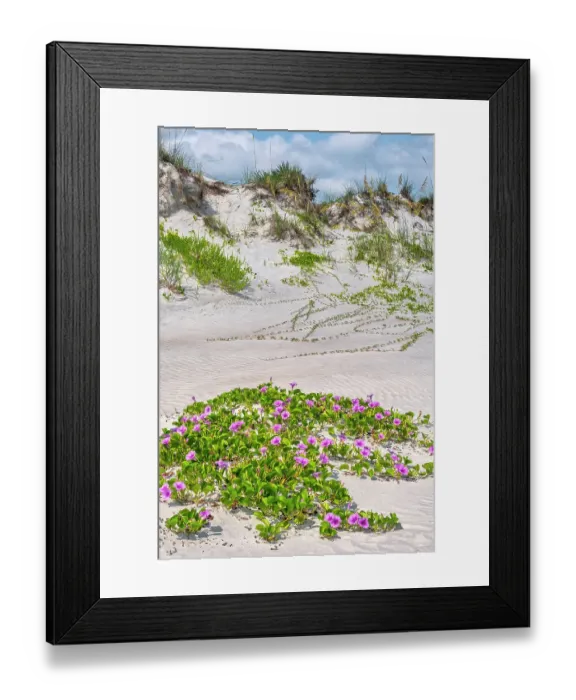 Framed Print : Beach morning glories in the dunes, New Smyrna Beach, Florida Framed Print : Beach morning glories in the dunes, New Smyrna Beach, Florida