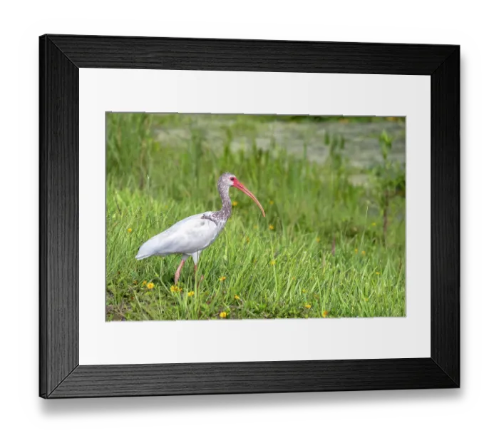 Framed Print : Ibis Framed Print : Ibis