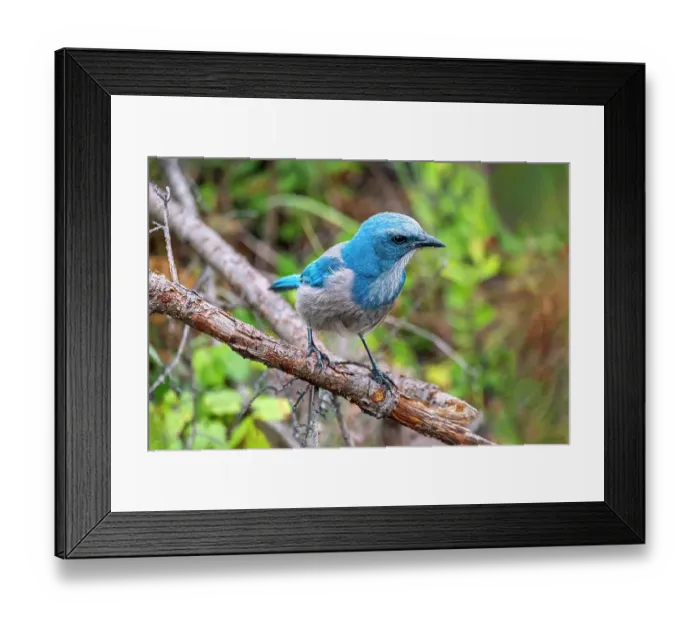 Framed Print : Florida scrub jay, Florida