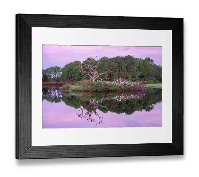 Framed Print : Bird rookery, Port Orange, Florida Framed Print : Bird rookery, Port Orange, Florida