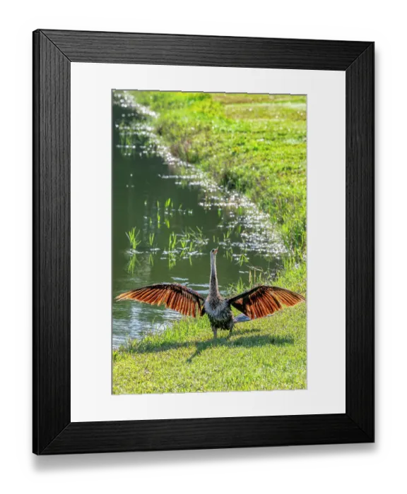 Framed Print : Anhinga drying its wings Framed Print : Anhinga drying its wings