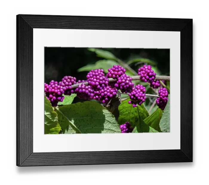 Framed Print : Beautyberry bush detail, Florida