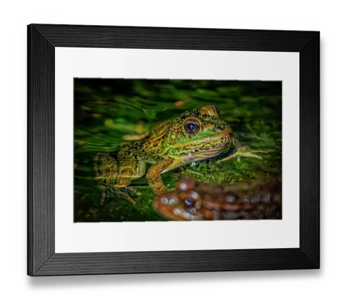 Framed Print : USA, Arizona, Tucson. Captive Arizona Chiricahua leopard frog in water. ©Fred Lord / Jaynes Gallery / DanitaDelimont.com Framed Print : USA, Arizona, Tucson. Captive Arizona Chiricahua leopard frog in water. ©Fred Lord / Jaynes Gallery / DanitaDelimont.com