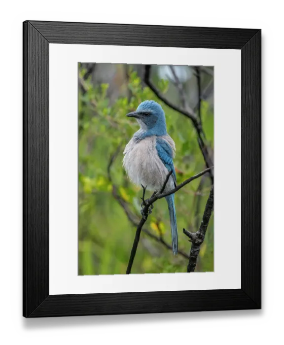 Framed Print : Florida scrub jay, Florida