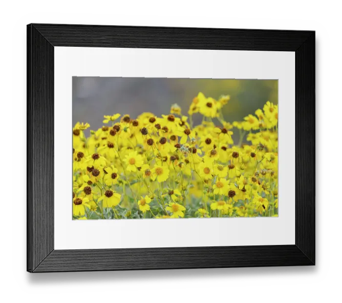 Framed Print : USA, Arizona, Picacho Peak State Park. Close-up of brittlebush flowers. ©Don Grall / Jaynes Gallery / DanitaDelimont.com Framed Print : USA, Arizona, Picacho Peak State Park. Close-up of brittlebush flowers. ©Don Grall / Jaynes Gallery / DanitaDelimont.com