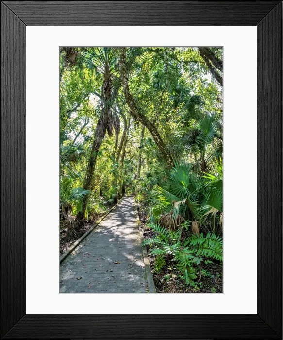 Framed Print : Walkway through Enchanted Forest Nature Sanctuary, Titusville, Florida Framed Print : Walkway through Enchanted Forest Nature Sanctuary, Titusville, Florida