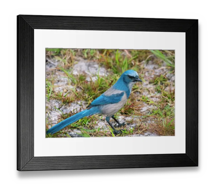 Framed Print : Florida scrub jay, Florida