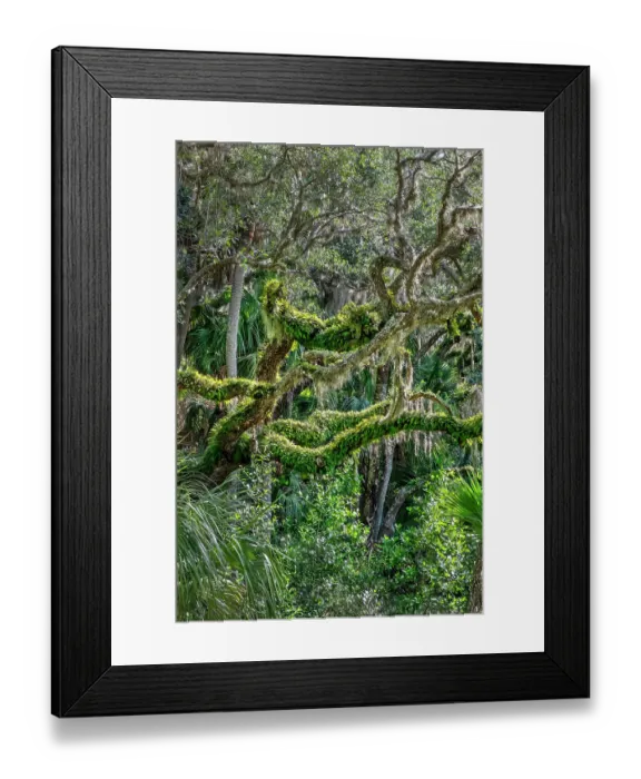 Framed Print : Live oak trees among palm trees, Florida Framed Print : Live oak trees among palm trees, Florida
