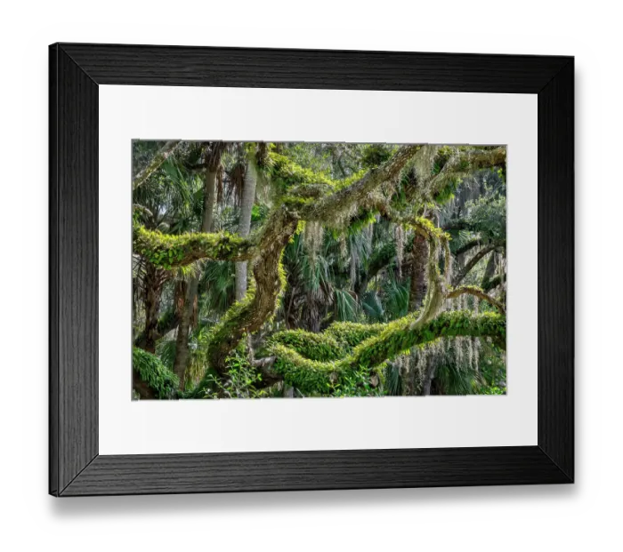 Framed Print : Live oak trees among palm trees, Florida Framed Print : Live oak trees among palm trees, Florida