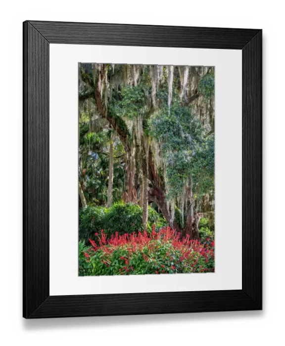 Framed Print : Live oak tree in Washington Oaks Gardens State Park, Palm Coast, Florida Framed Print : Live oak tree in Washington Oaks Gardens State Park, Palm Coast, Florida