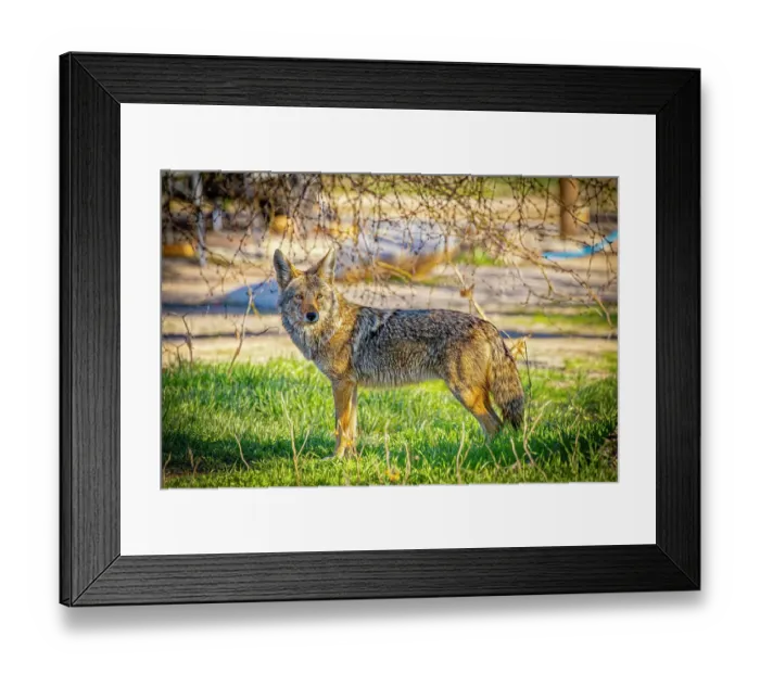Framed Print : USA, Arizona, Tucson. Side view close-up of coyote. ©Fred Lord / Jaynes Gallery / DanitaDelimont.com Framed Print : USA, Arizona, Tucson. Side view close-up of coyote. ©Fred Lord / Jaynes Gallery / DanitaDelimont.com