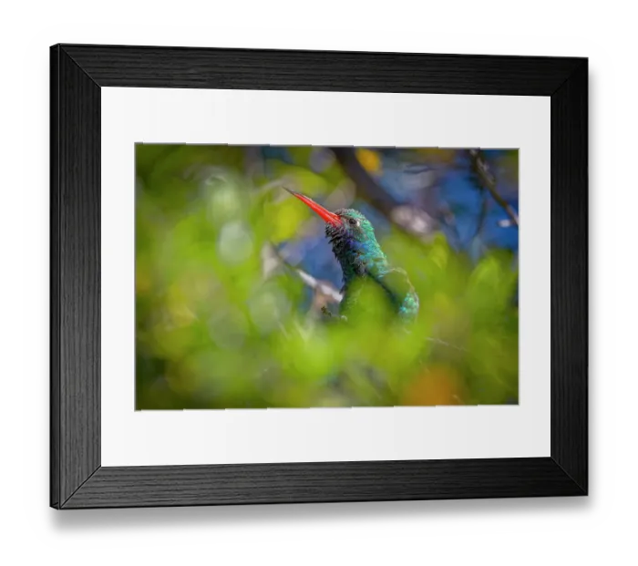 Framed Print : USA, Arizona, Tucson. Broad-billed hummingbird close-up. Credit as Fred Lord / Jaynes Gallery / DanitaDelimont.com Framed Print : USA, Arizona, Tucson. Broad-billed hummingbird close-up. Credit as Fred Lord / Jaynes Gallery / DanitaDelimont.com