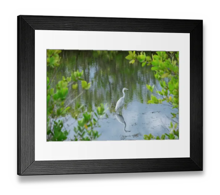 Framed Print : Rare albino Great egret, Merritt Island National Wildlife Refuge, Florida Framed Print : Rare albino Great egret, Merritt Island National Wildlife Refuge, Florida