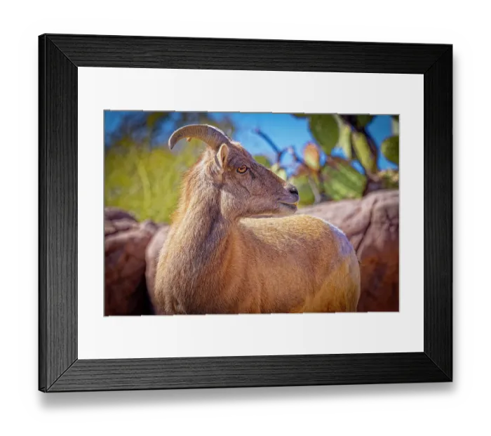 Framed Print : USA, Arizona, Tucson. Close-up of captive male desert bighorn sheep. ©Fred Lord / Jaynes Gallery / DanitaDelimont.com Framed Print : USA, Arizona, Tucson. Close-up of captive male desert bighorn sheep. ©Fred Lord / Jaynes Gallery / DanitaDelimont.com