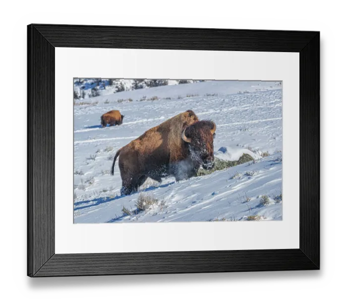 Framed Print : Buffalo in winter in the Northern Range of Yellowstone National Park Framed Print : Buffalo in winter in the Northern Range of Yellowstone National Park