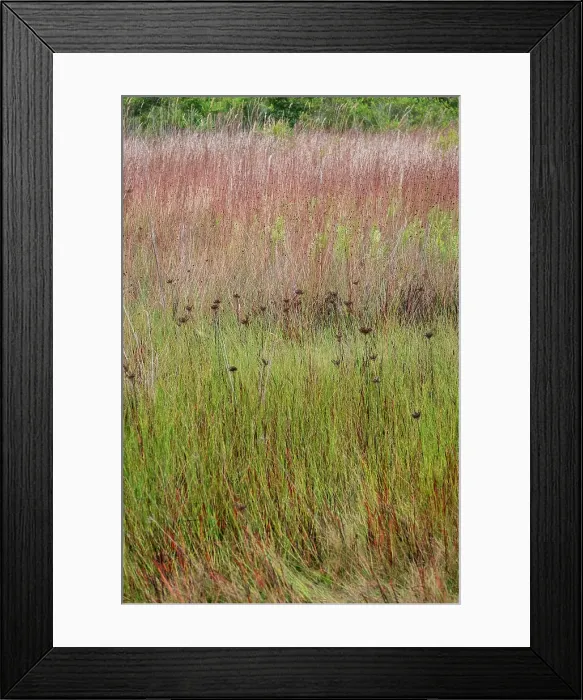 Framed Print : Little bluestem grass and bogrush in meadow Framed Print : Little bluestem grass and bogrush in meadow