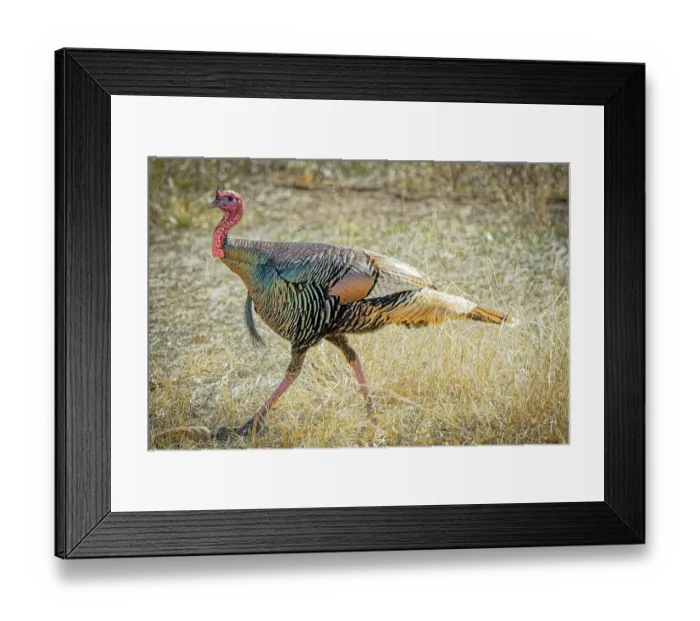 Framed Print : USA, Arizona, Tucson. Male Gould's turkey close-up. ©Fred Lord / Jaynes Gallery / DanitaDelimont.com Framed Print : USA, Arizona, Tucson. Male Gould's turkey close-up. ©Fred Lord / Jaynes Gallery / DanitaDelimont.com