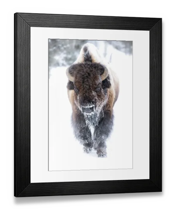 Framed Print : Buffalo in winter in the Northern Range of Yellowstone National Park Framed Print : Buffalo in winter in the Northern Range of Yellowstone National Park