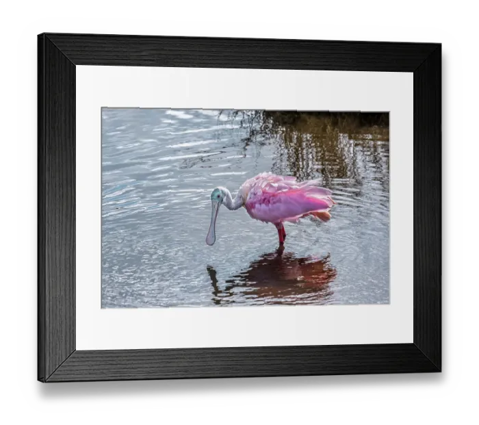 Framed Print : Roseate Spoonbill wading in marsh, Florida Framed Print : Roseate Spoonbill wading in marsh, Florida