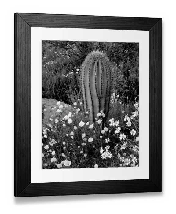 Framed Print : New Mexico. Mexican poppies, Arroyo lupine and saguaro cactus Framed Print : New Mexico. Mexican poppies, Arroyo lupine and saguaro cactus