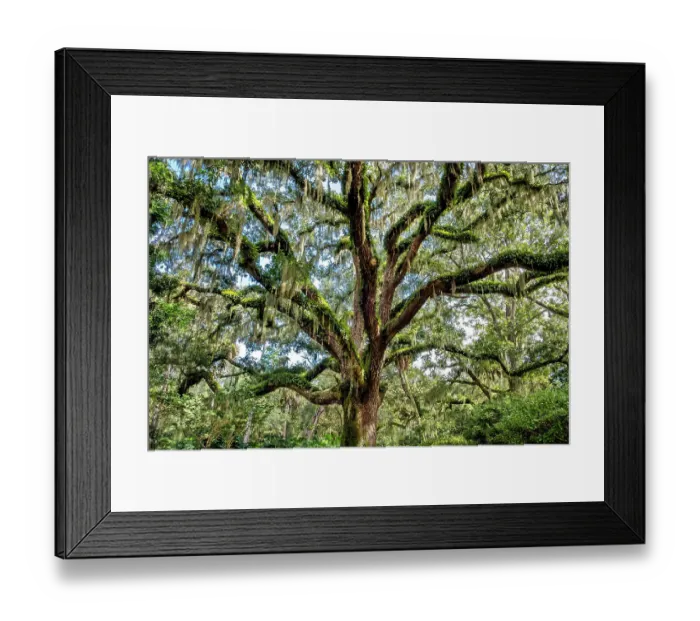 Framed Print : Live oak trees, Washington Oaks Gardens State Park, Palm Coast, Florida Framed Print : Live oak trees, Washington Oaks Gardens State Park, Palm Coast, Florida