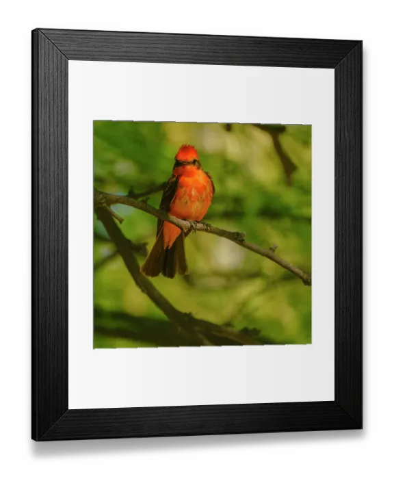 Framed Print : USA. Arizona. Flycatcher on branch Framed Print : USA. Arizona. Flycatcher on branch