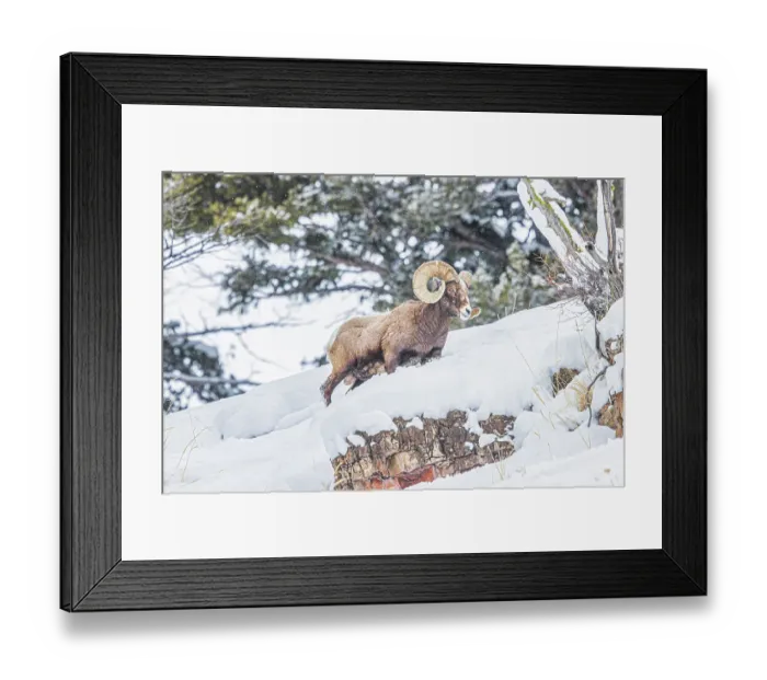 Framed Print : Rocky Mountain Big Horn Sheep in the Lamar Valley of Yellowstone National Park