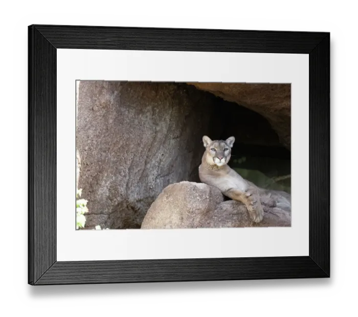 Framed Print : Mountain lion sprawls proudly at the Arizona-Sonora Desert Museum