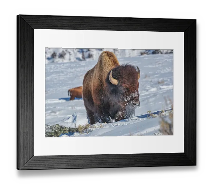 Framed Print : Buffalo in winter in the Northern Range of Yellowstone National Park Framed Print : Buffalo in winter in the Northern Range of Yellowstone National Park