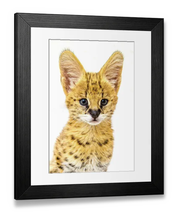 Framed Print : An African serval kitten poses for a close-up