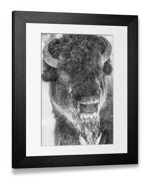 Framed Print : Buffalo in winter in the Northern Range of Yellowstone National Park